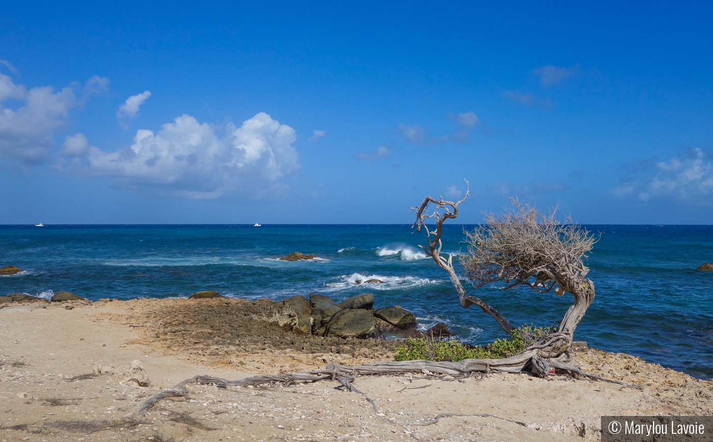 Divi Divi Tree by Marylou Lavoie