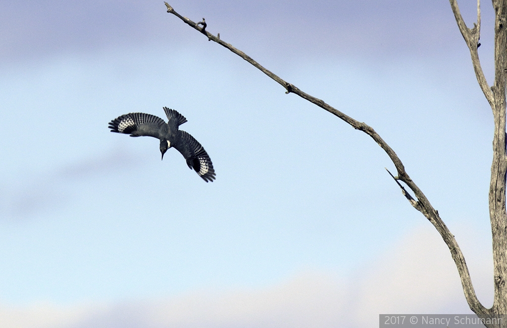 Diving Kingfisher by Nancy Schumann