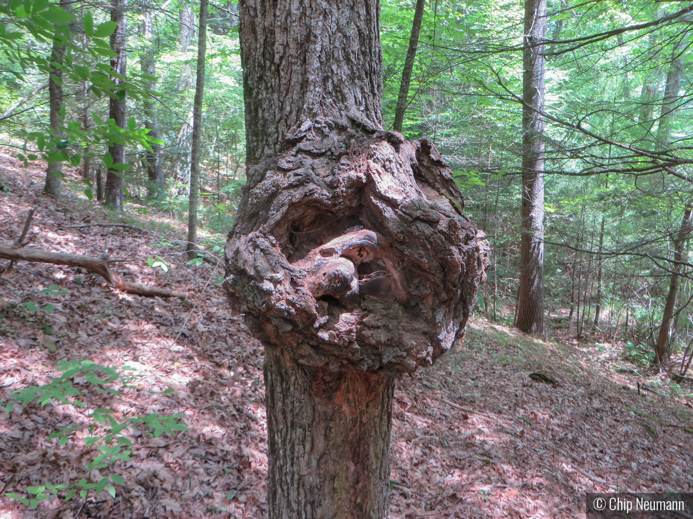 Do you see the seal in the tree? by Chip Neumann