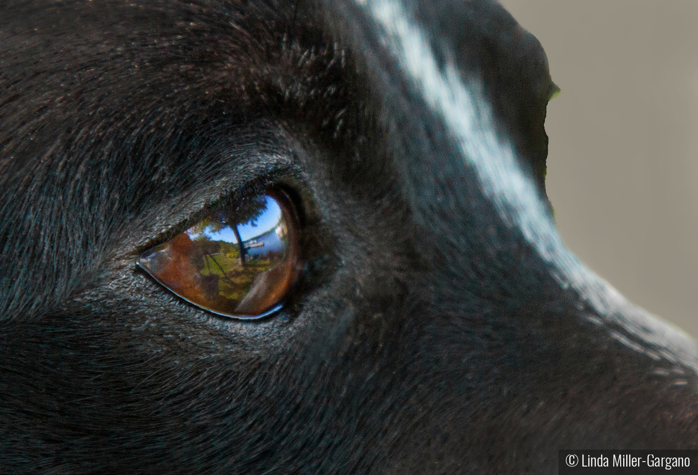 Dog's Eye View of Bantam Lake by Linda Miller-Gargano