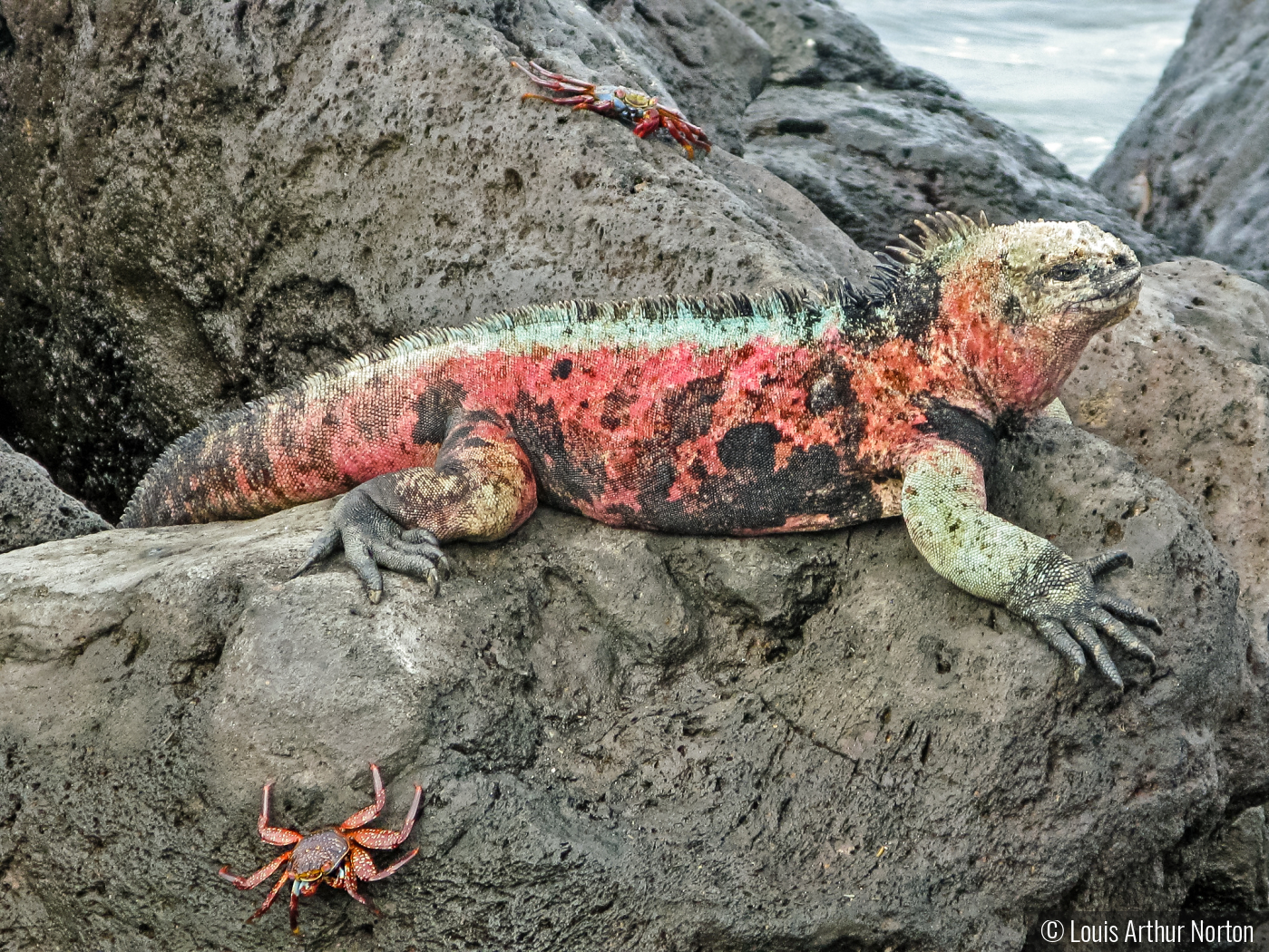 Don't Be Crabby I Did Use Sunblock by Louis Arthur Norton