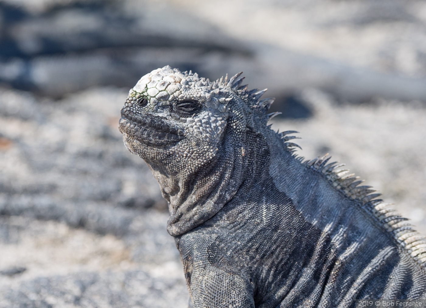 Don't you dare tell me to smile by Bob Ferrante