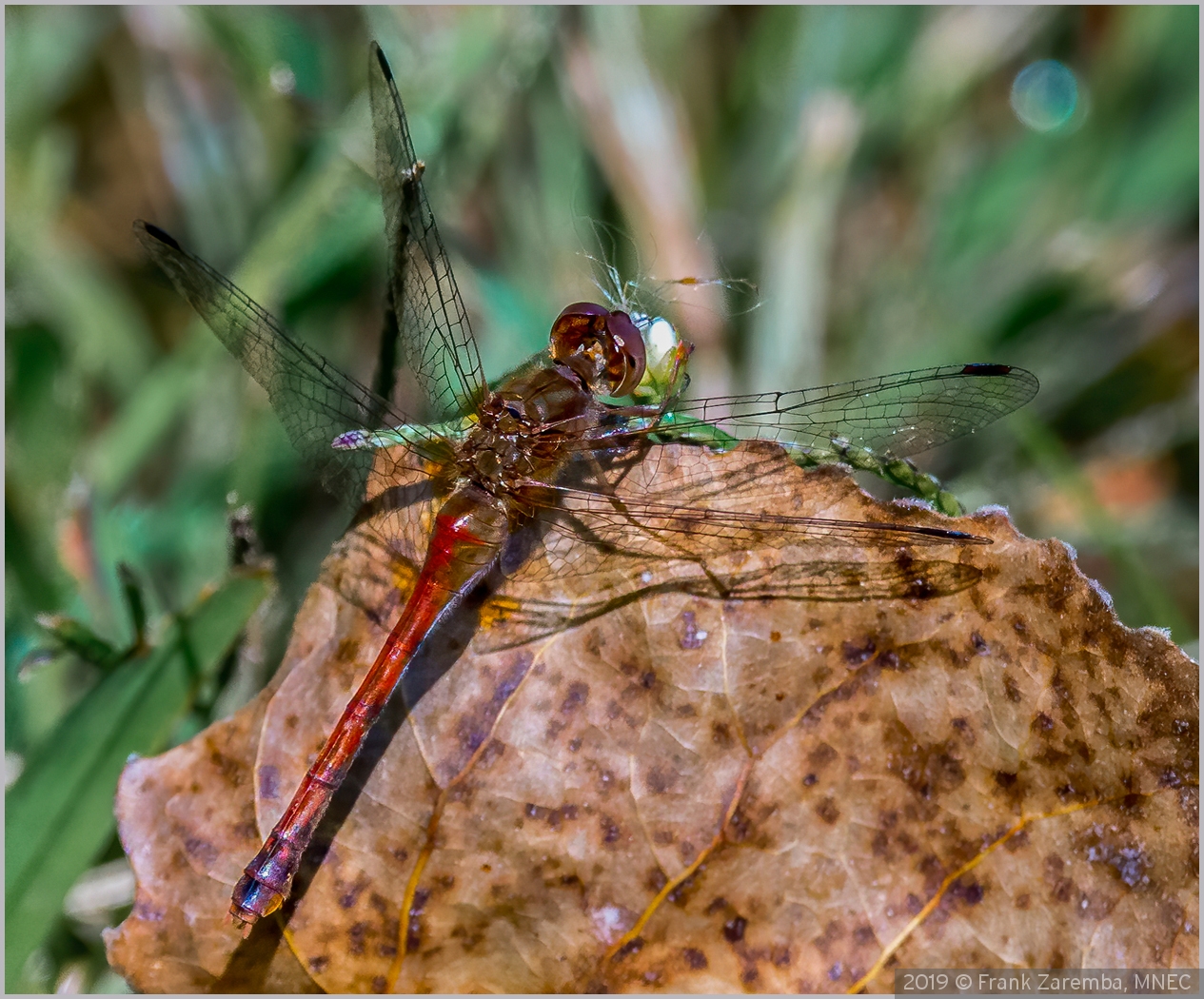 Dragon fly on leaf with flower bud by Frank Zaremba, MNEC