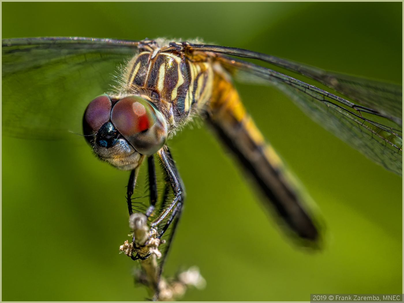 Dragon Fly by Frank Zaremba, MNEC