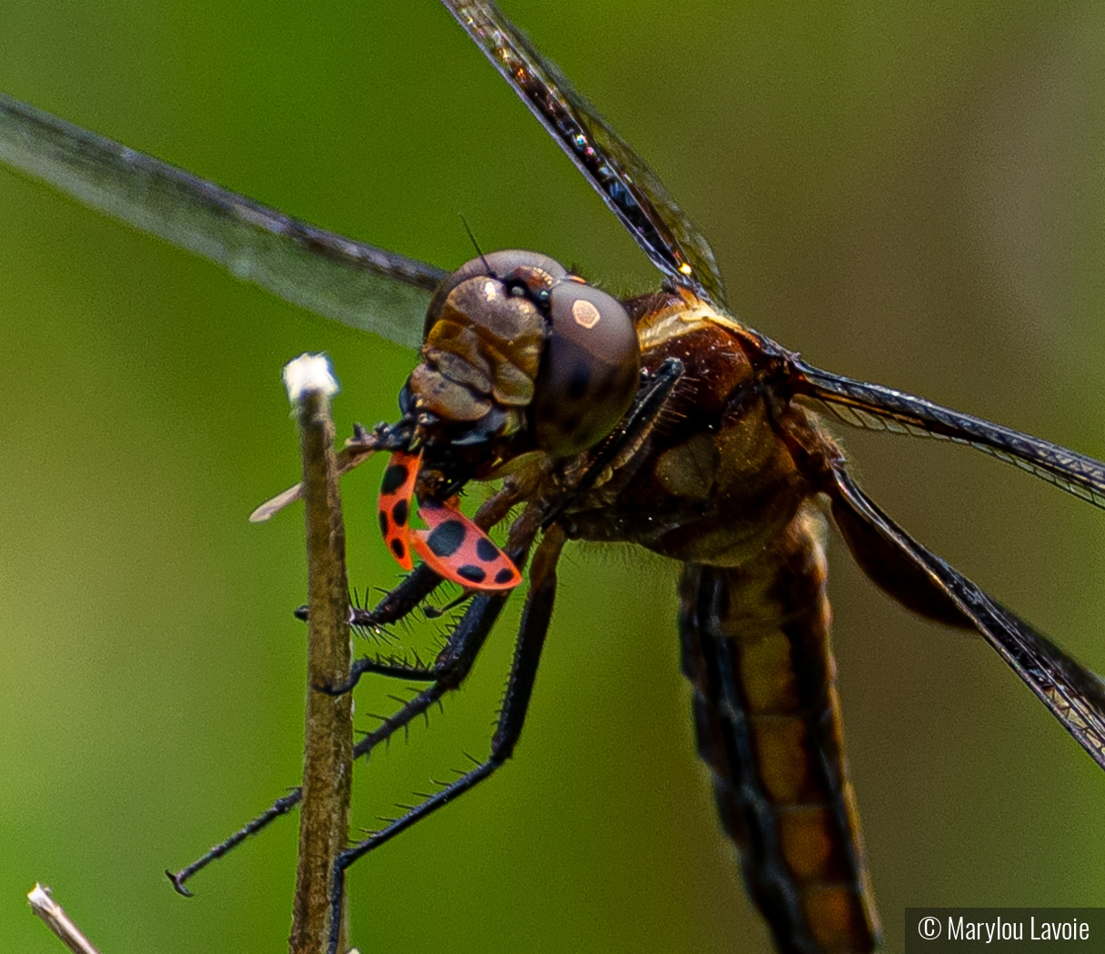 Dragonfly Lunching by Marylou Lavoie