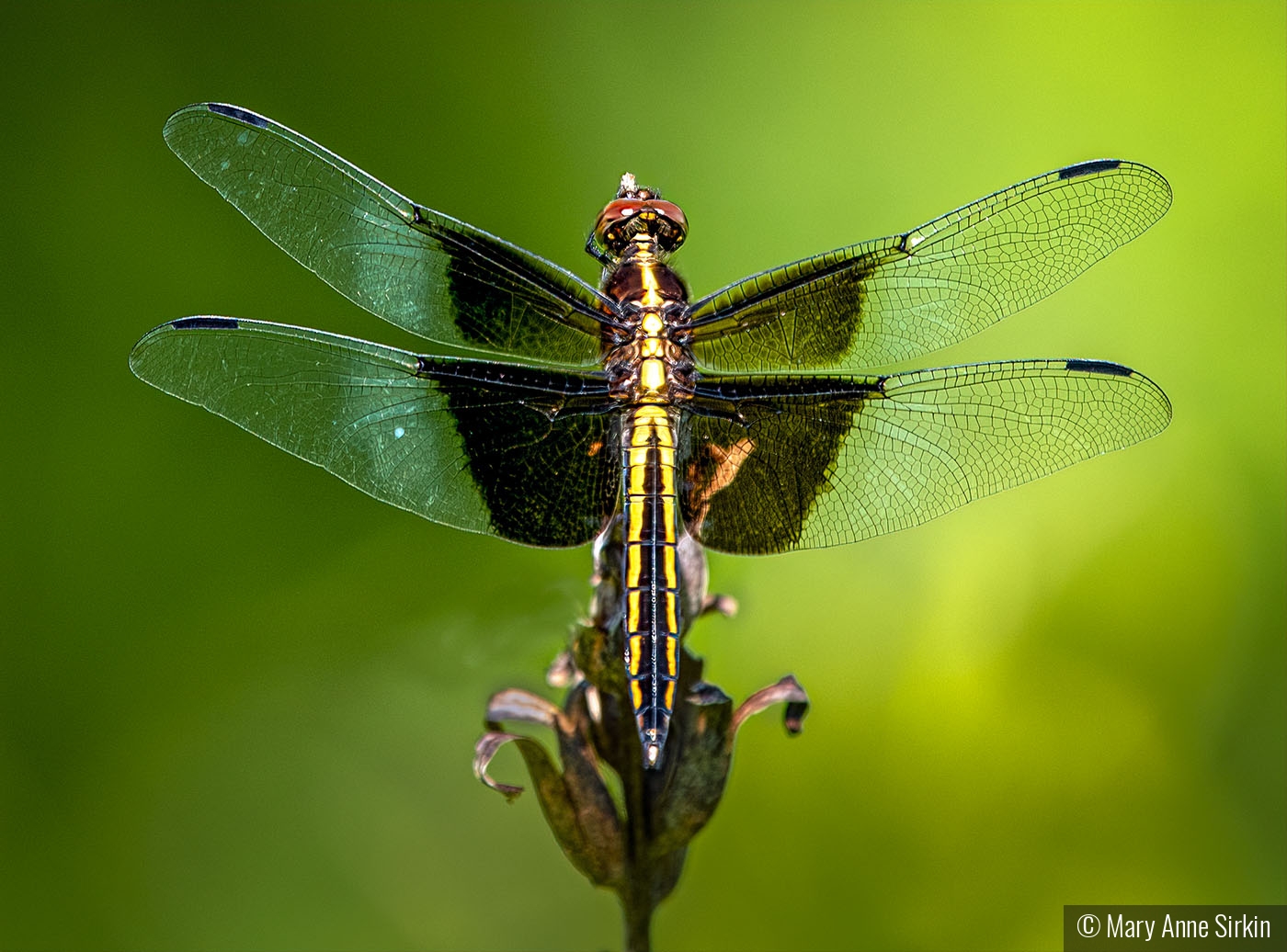 Dragonfly's Dream by Mary Anne Sirkin