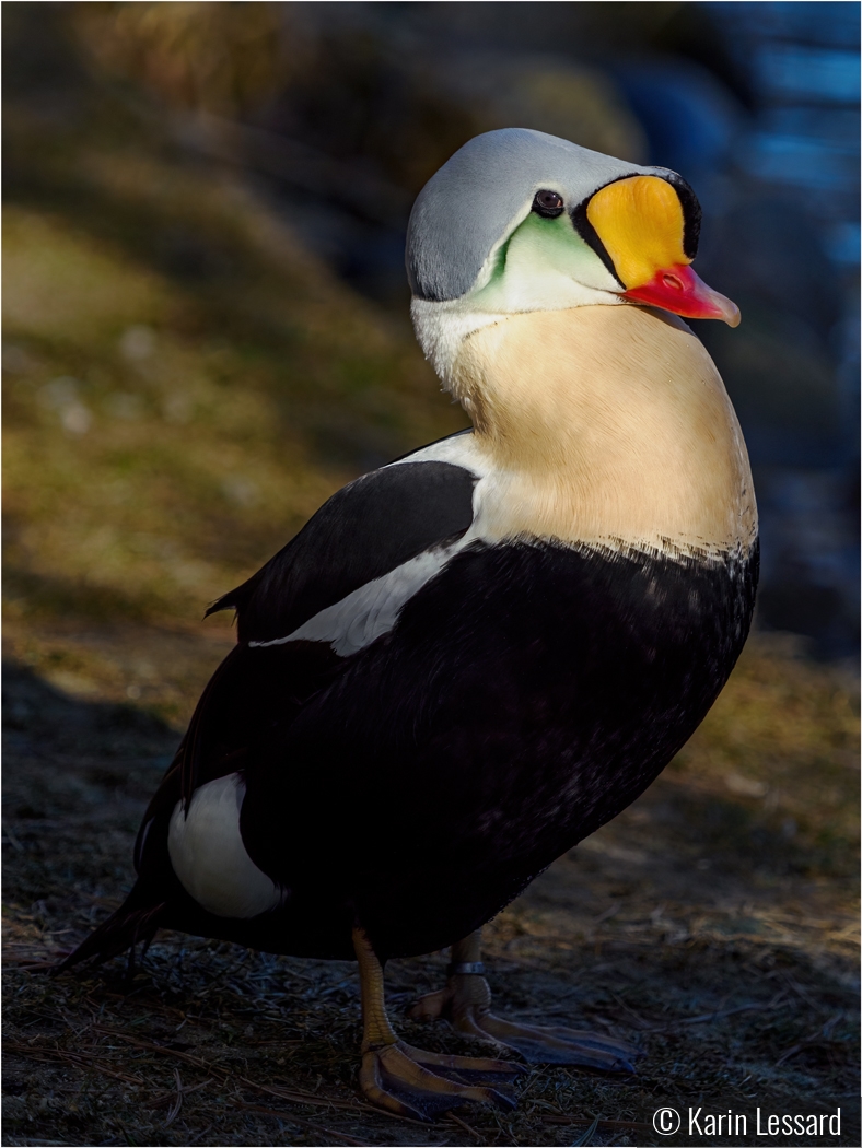 Dramatic King Eider by Karin Lessard