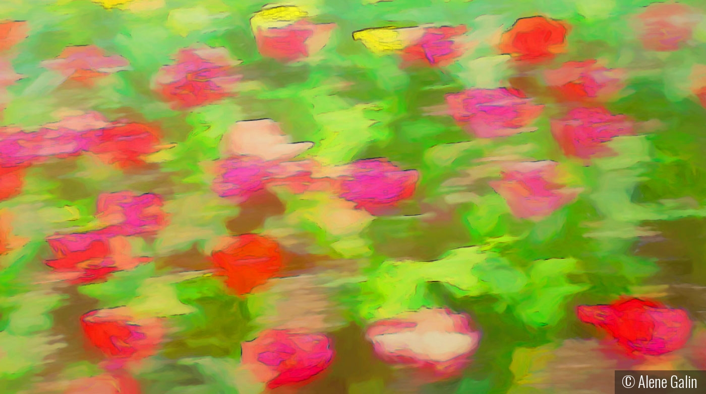 Dreamy Tulips by Alene Galin