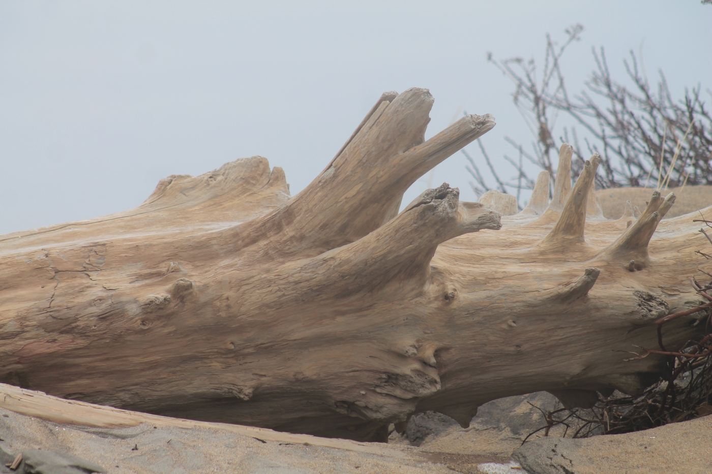 Drift Wood on the Beach by James Haney