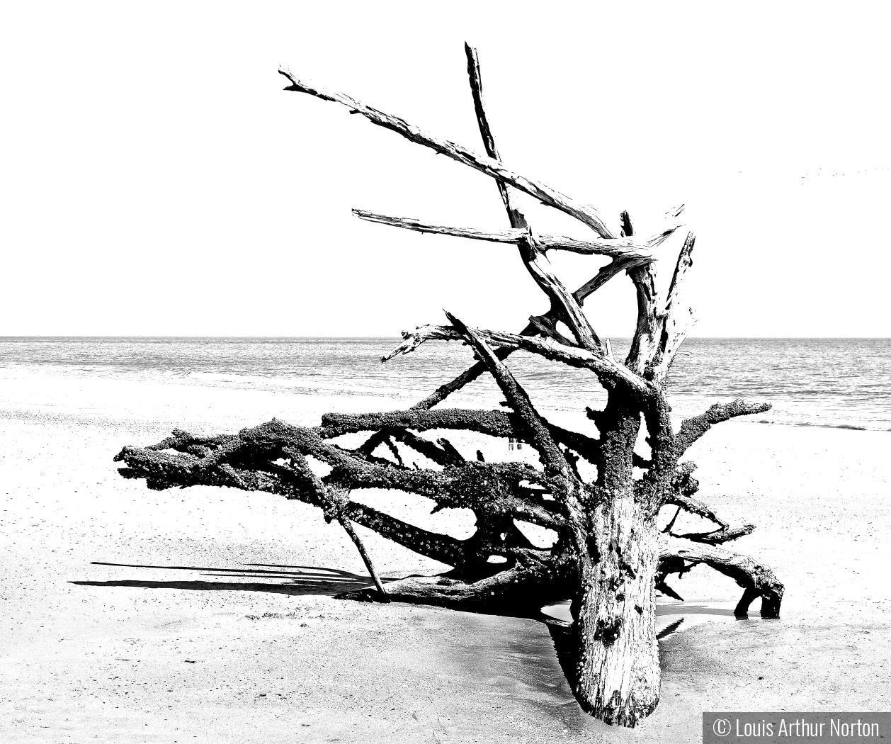 Driftwood on a Beach by Louis Arthur Norton