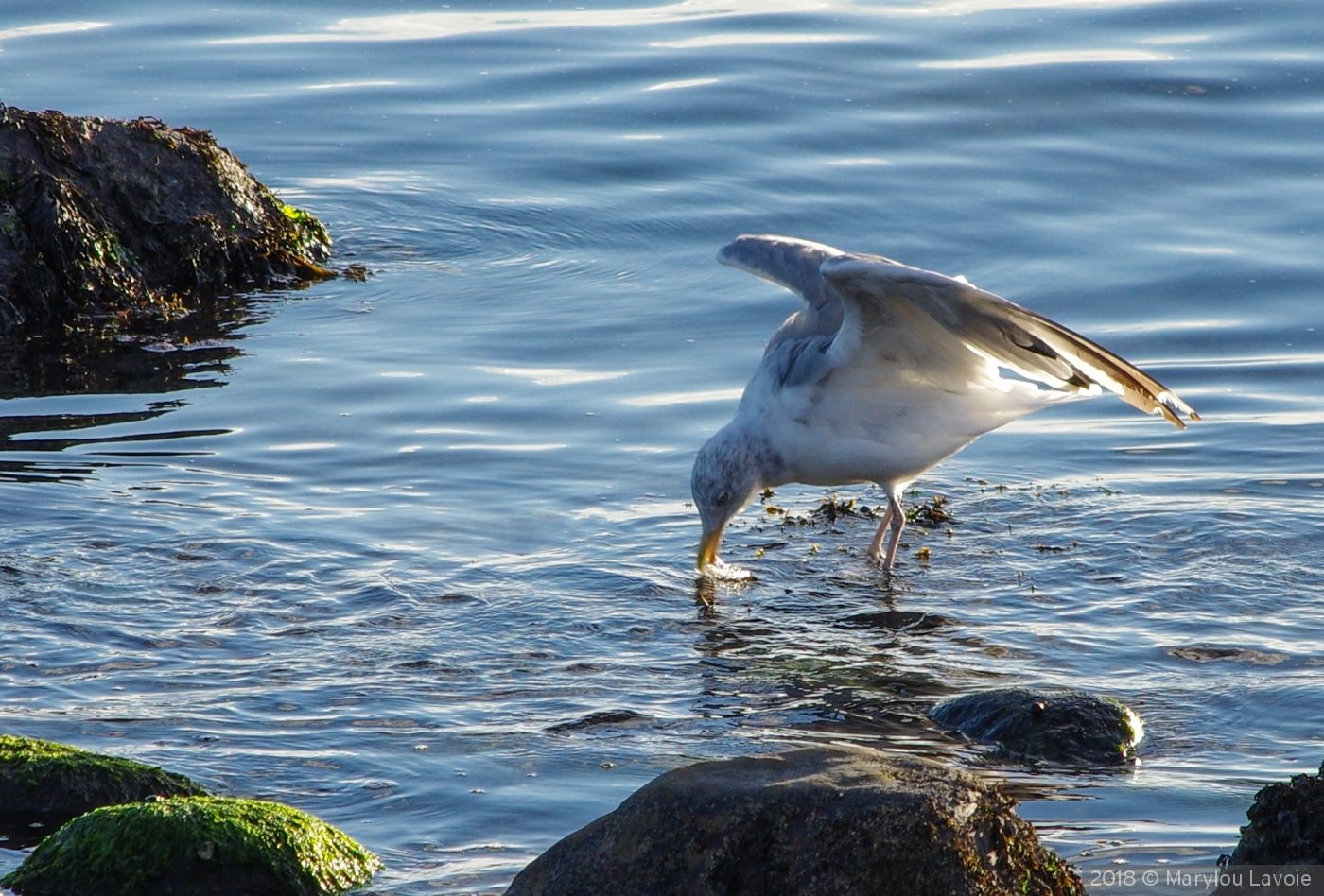 Drink up! by Marylou Lavoie