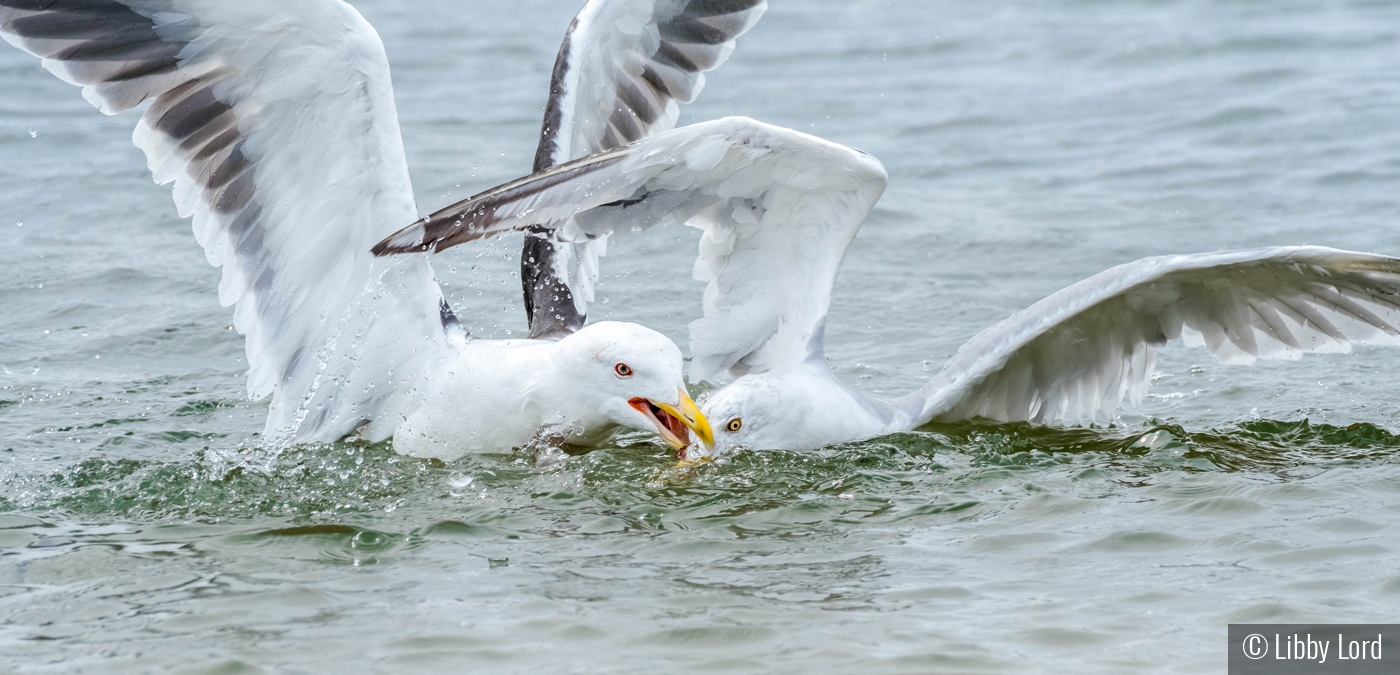 Drowning the Opponent by Libby Lord