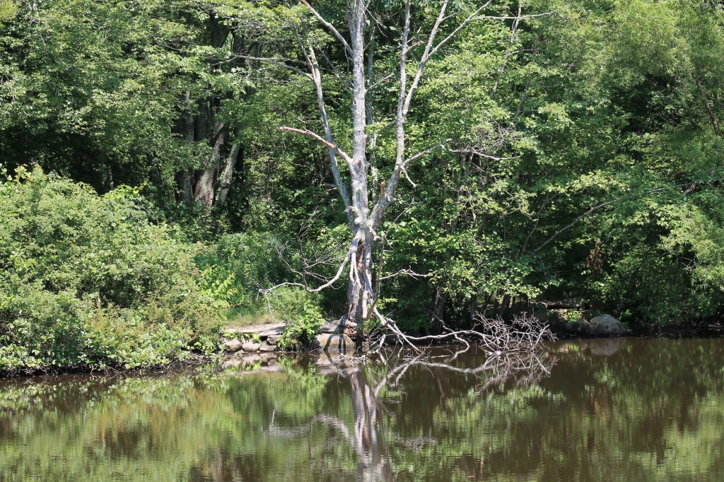 Duck Pond With No Ducks by James Haney