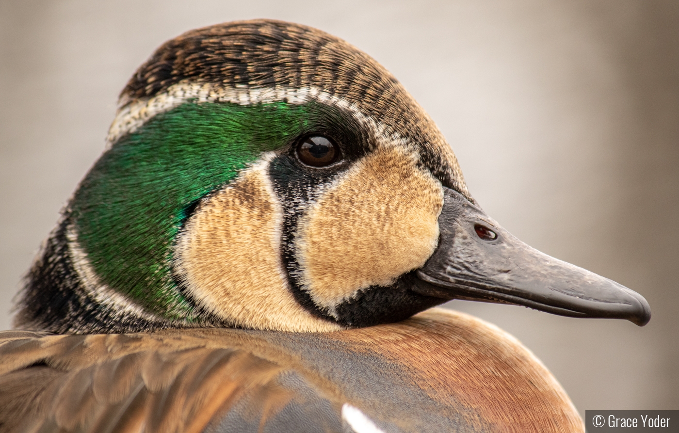 Duck Portrait by Grace Yoder