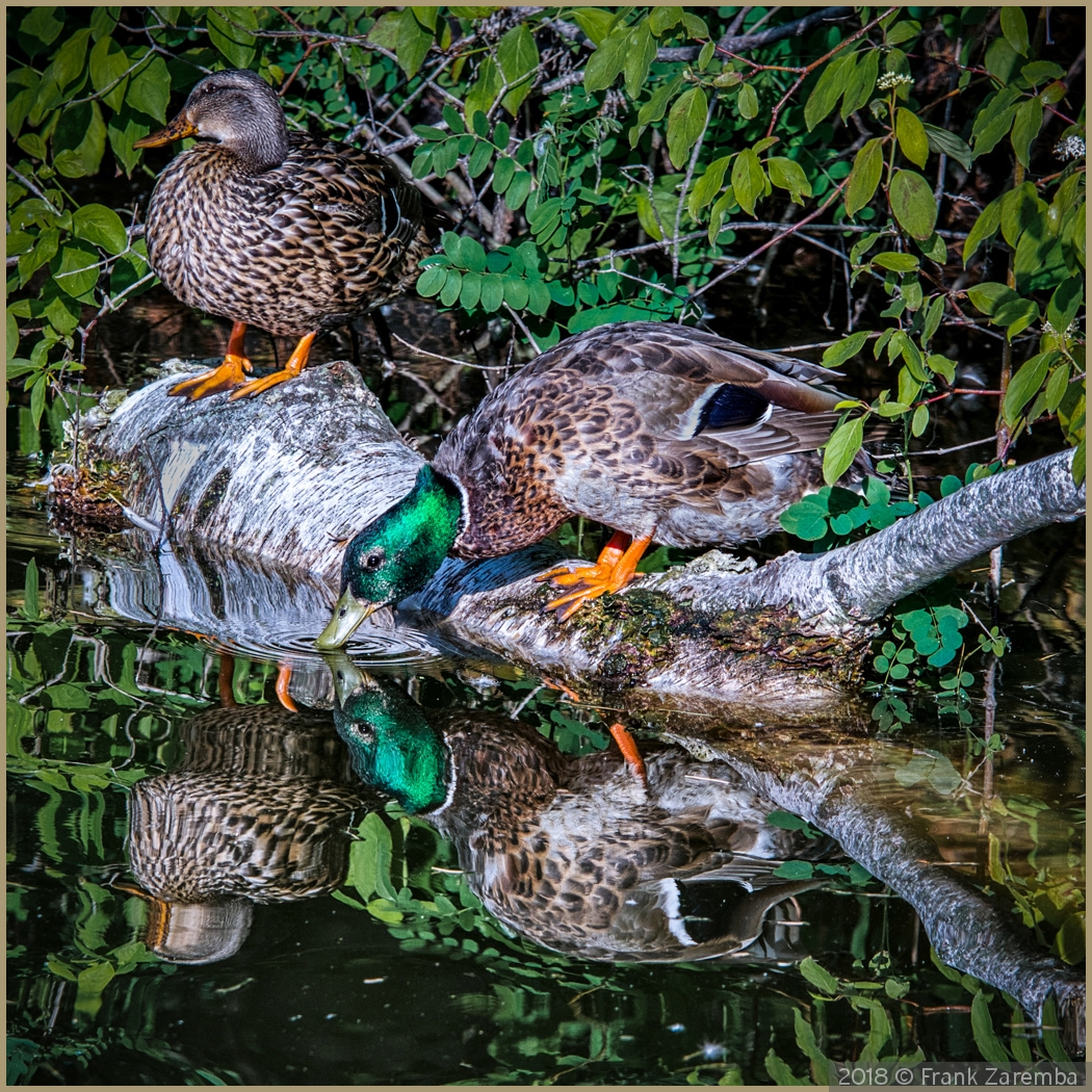 Duck Reflection by Frank Zaremba