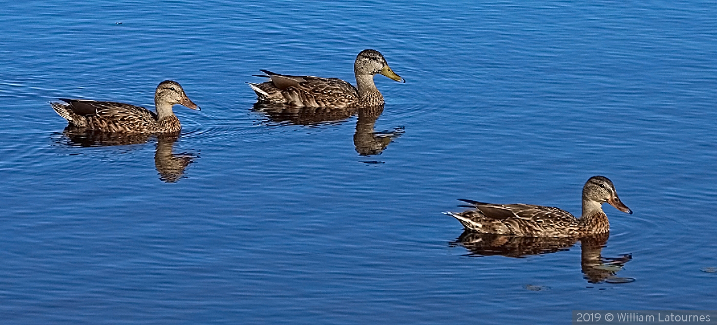 Ducks On The Pond by William Latournes