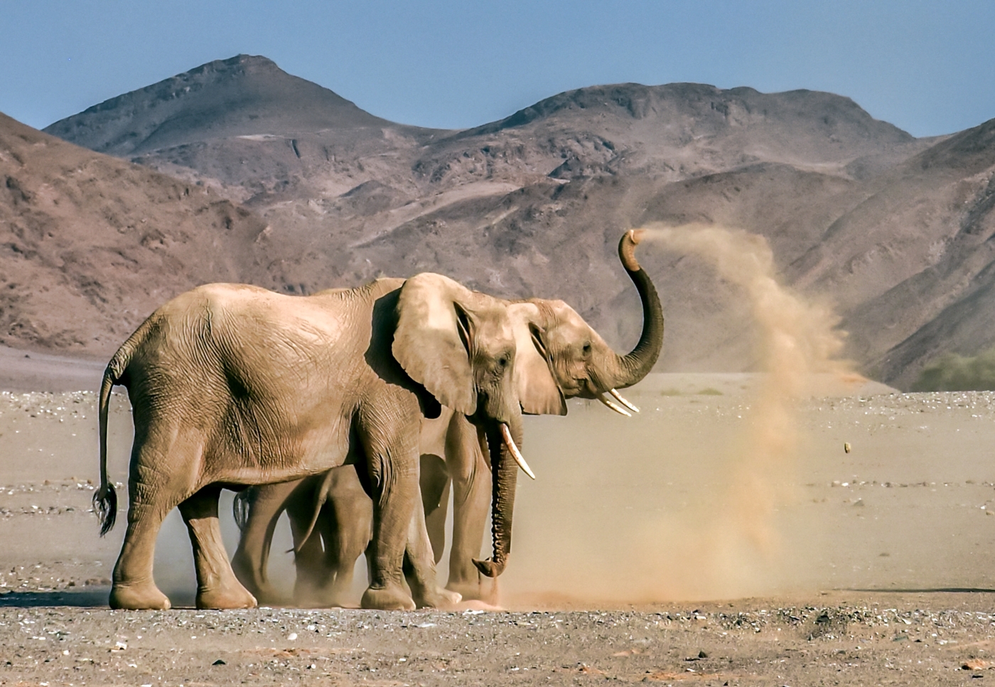 Dust Bath by Susan Case