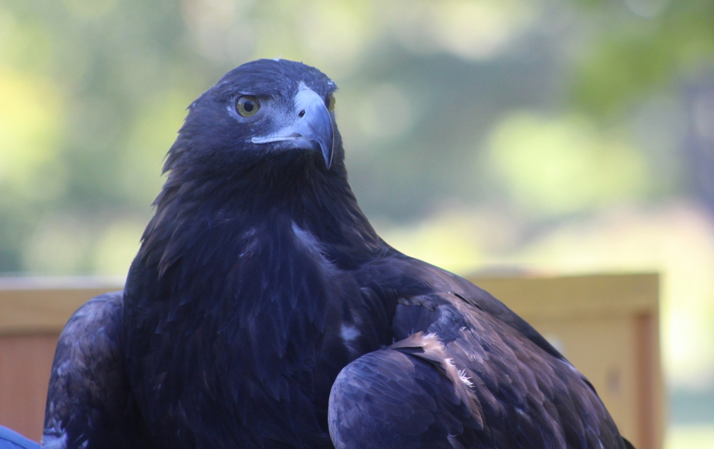 eagle by Harold Grimes