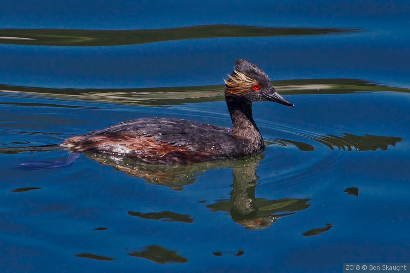 Eared Grebe in breeding plumage by Ben Skaught