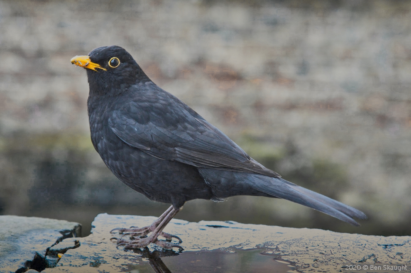 Early Bird by Ben Skaught