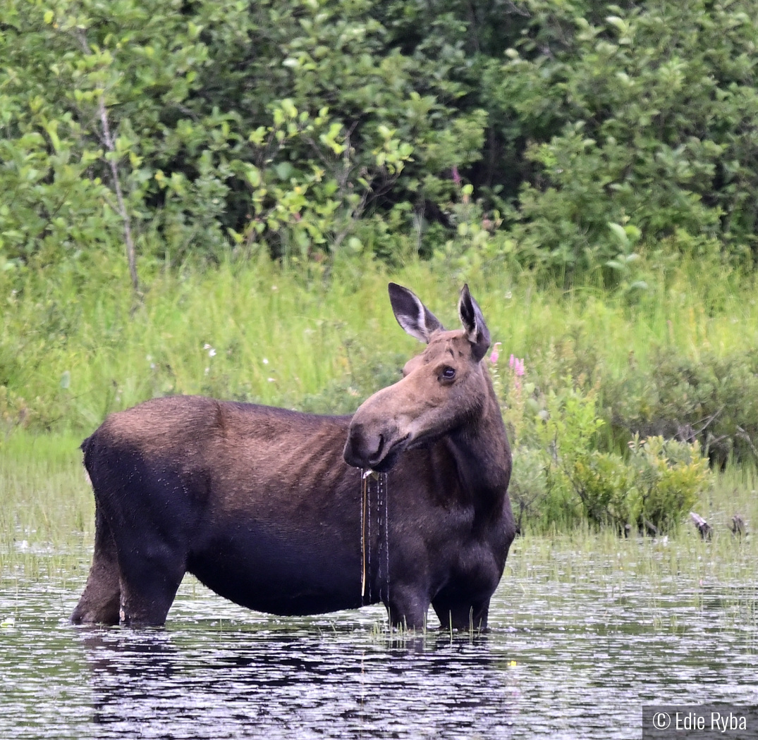 Early Morning Snack by Edie Ryba