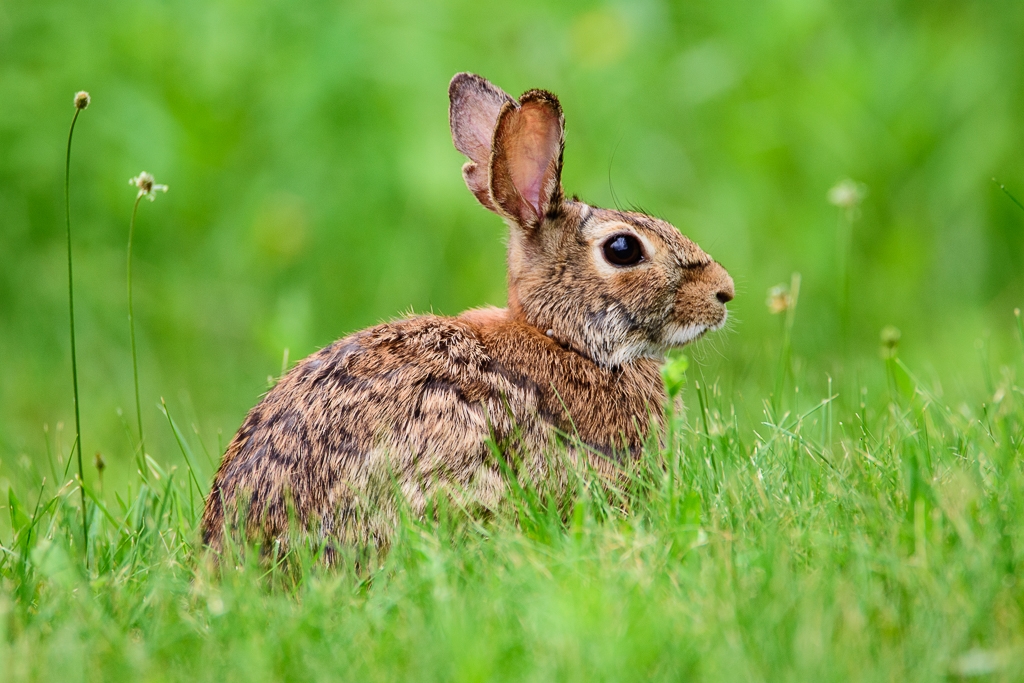 Easter around the corner by Aadarsh Gopalakrishna