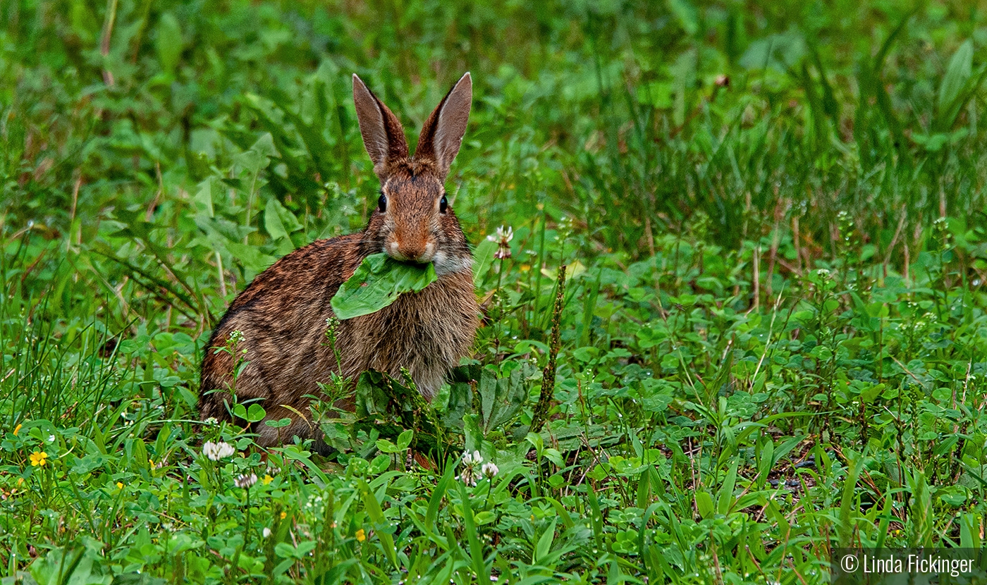 Eat Your Greens by Linda Fickinger