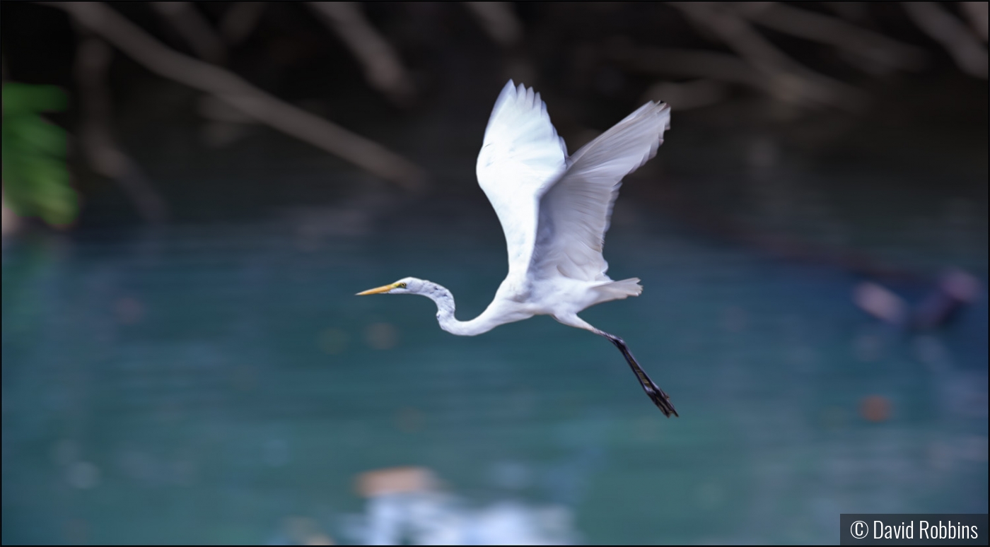 Egret in flight â€” Costa Rica by David Robbins