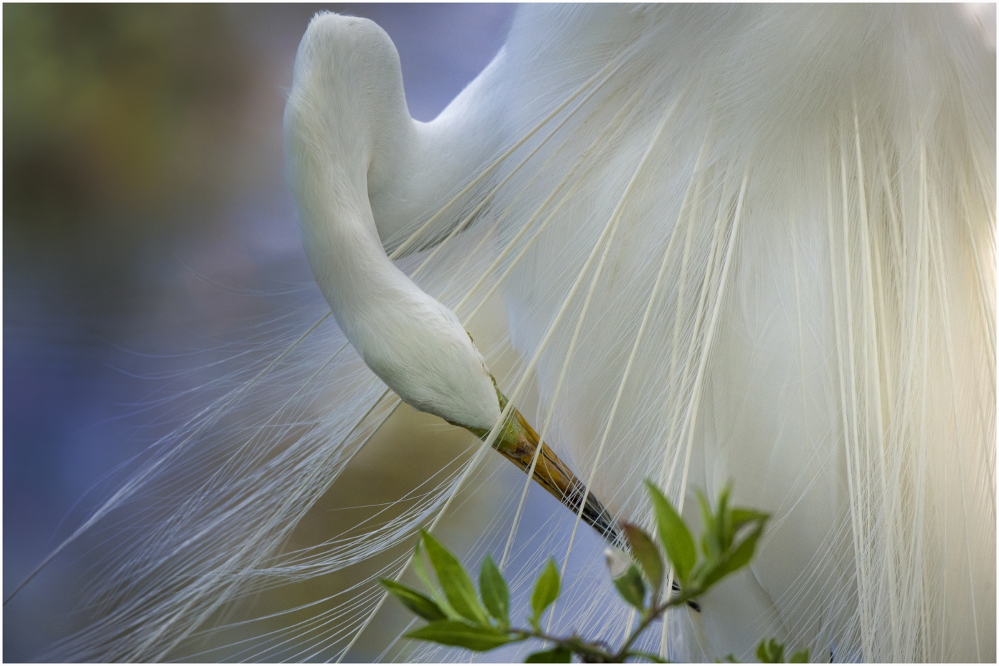 Egret Preening by Danielle D'Ermo