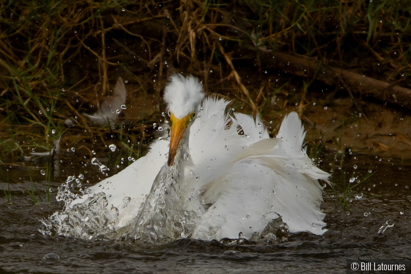 Egret Taking A Bath by Bill Latournes