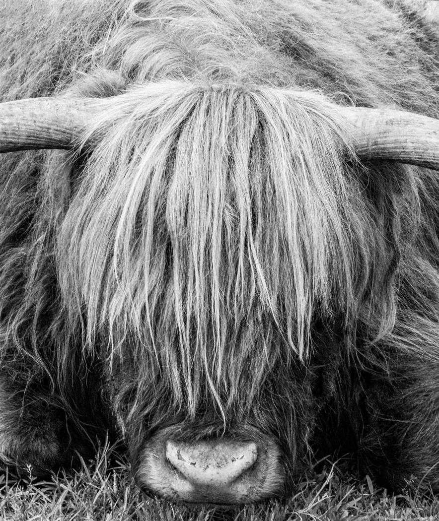 Emo Ox by Ian Veitzer