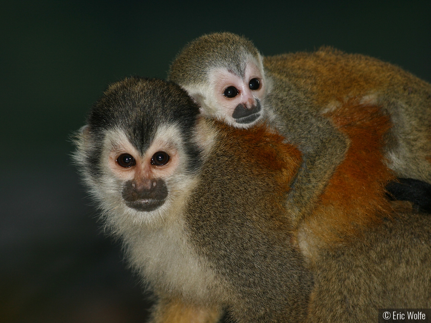 Endangered but Curious Evening Visitors by Eric Wolfe