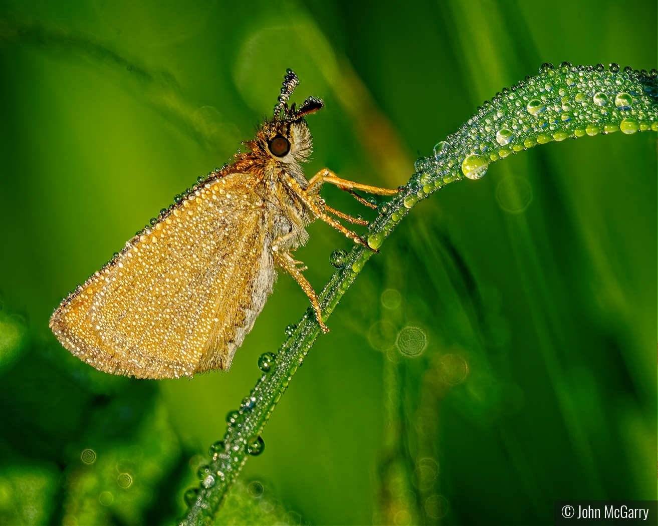 European Skipper at First Light by John McGarry