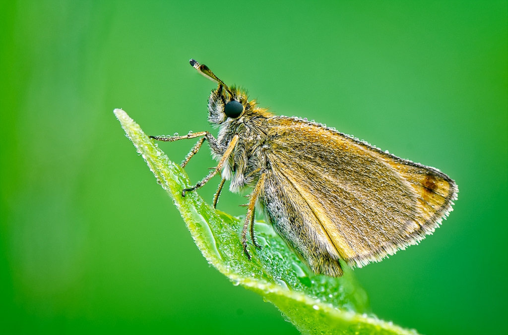 European Skipper on a Milkweed Leaf by John McGarry