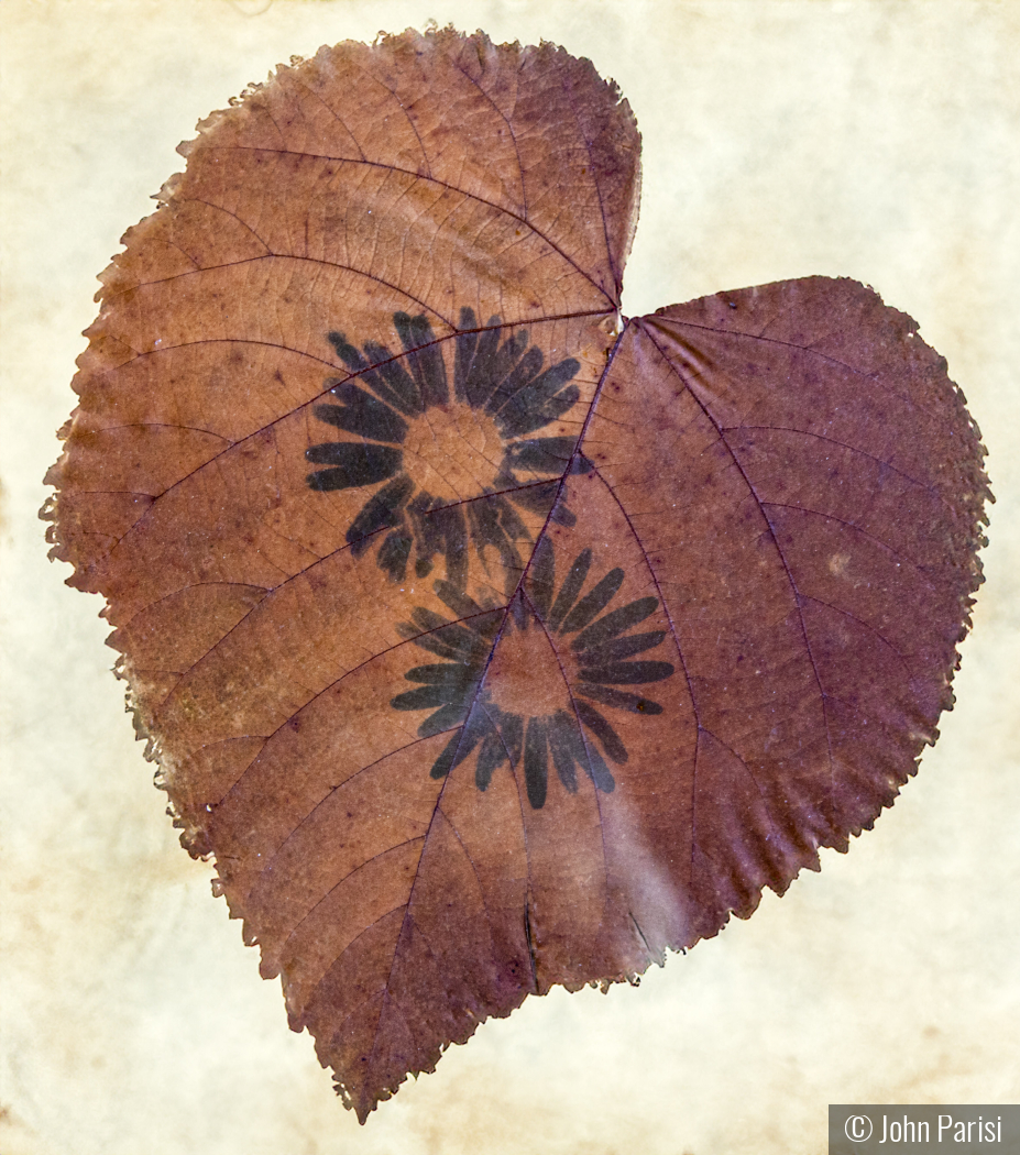 Exposed on a leaf in the sun by John Parisi