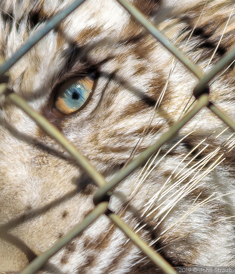 Eye of the White Tiger by John Straub