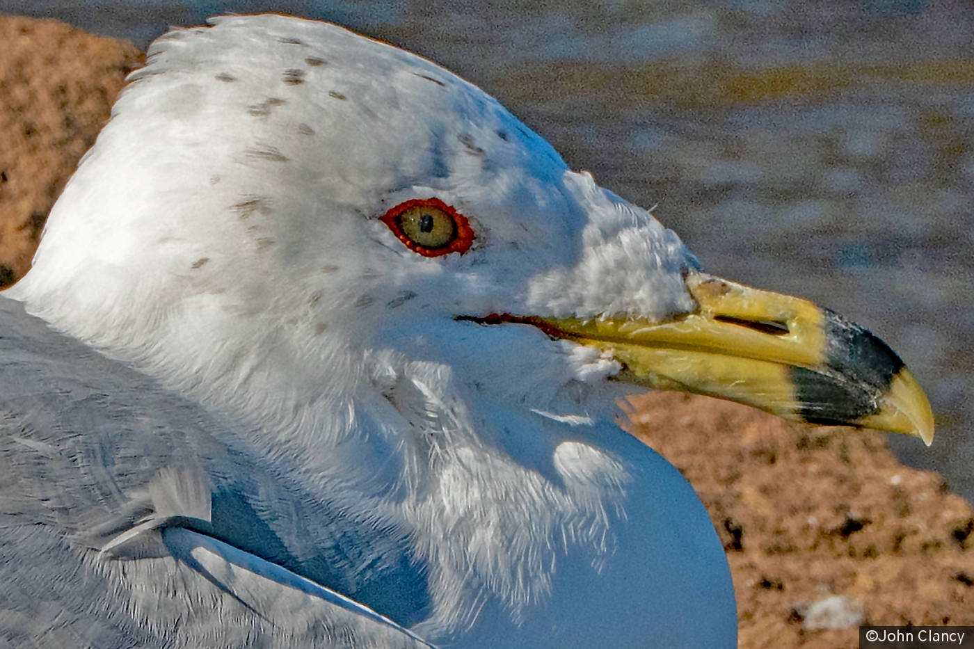 Eye See You by John Clancy