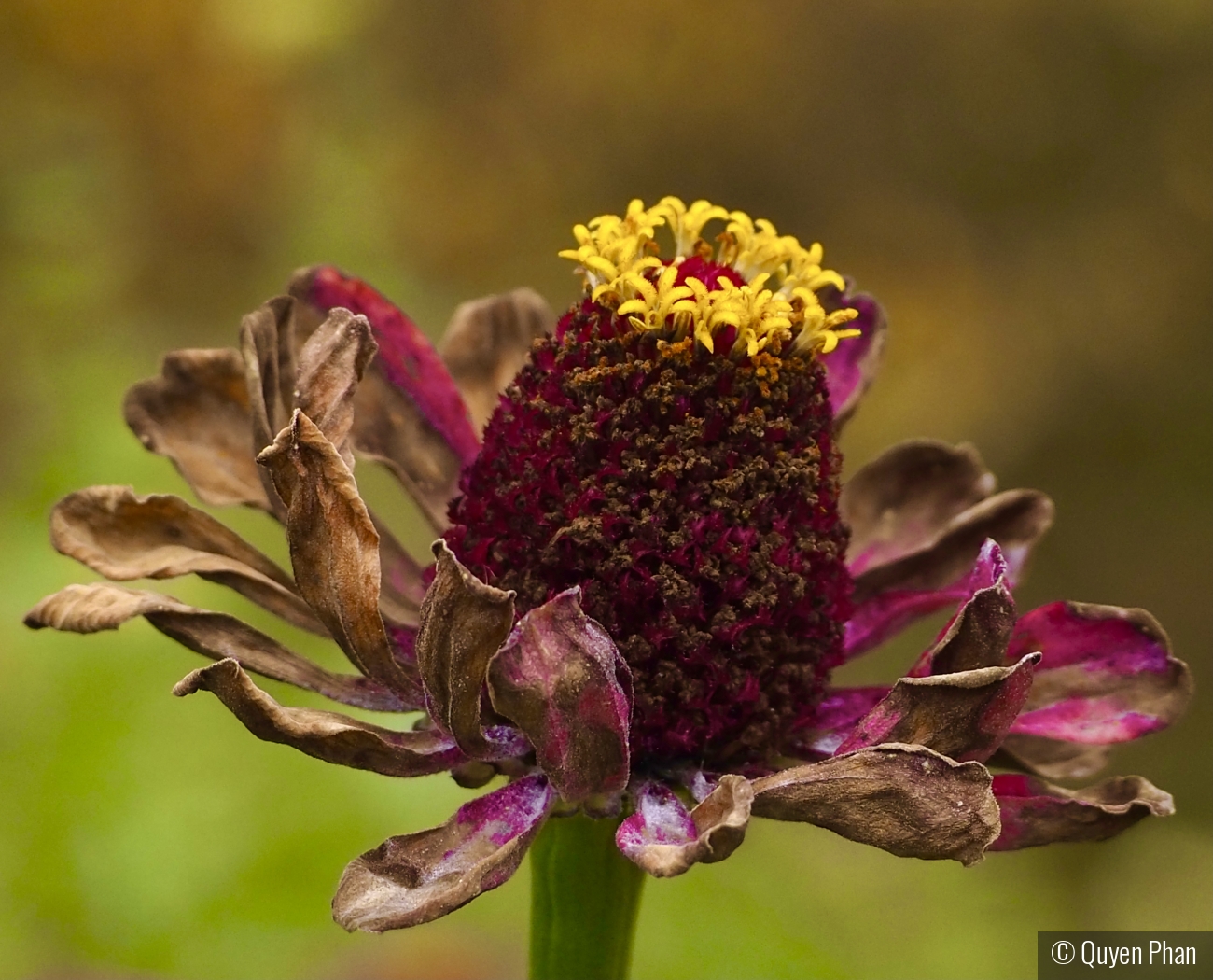 Faded Zinnia by Quyen Phan