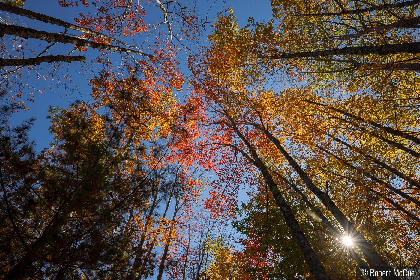 Fall color Acadia NP by Robert McCue