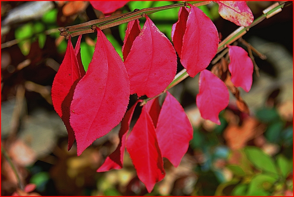 Fall Color by George Zars