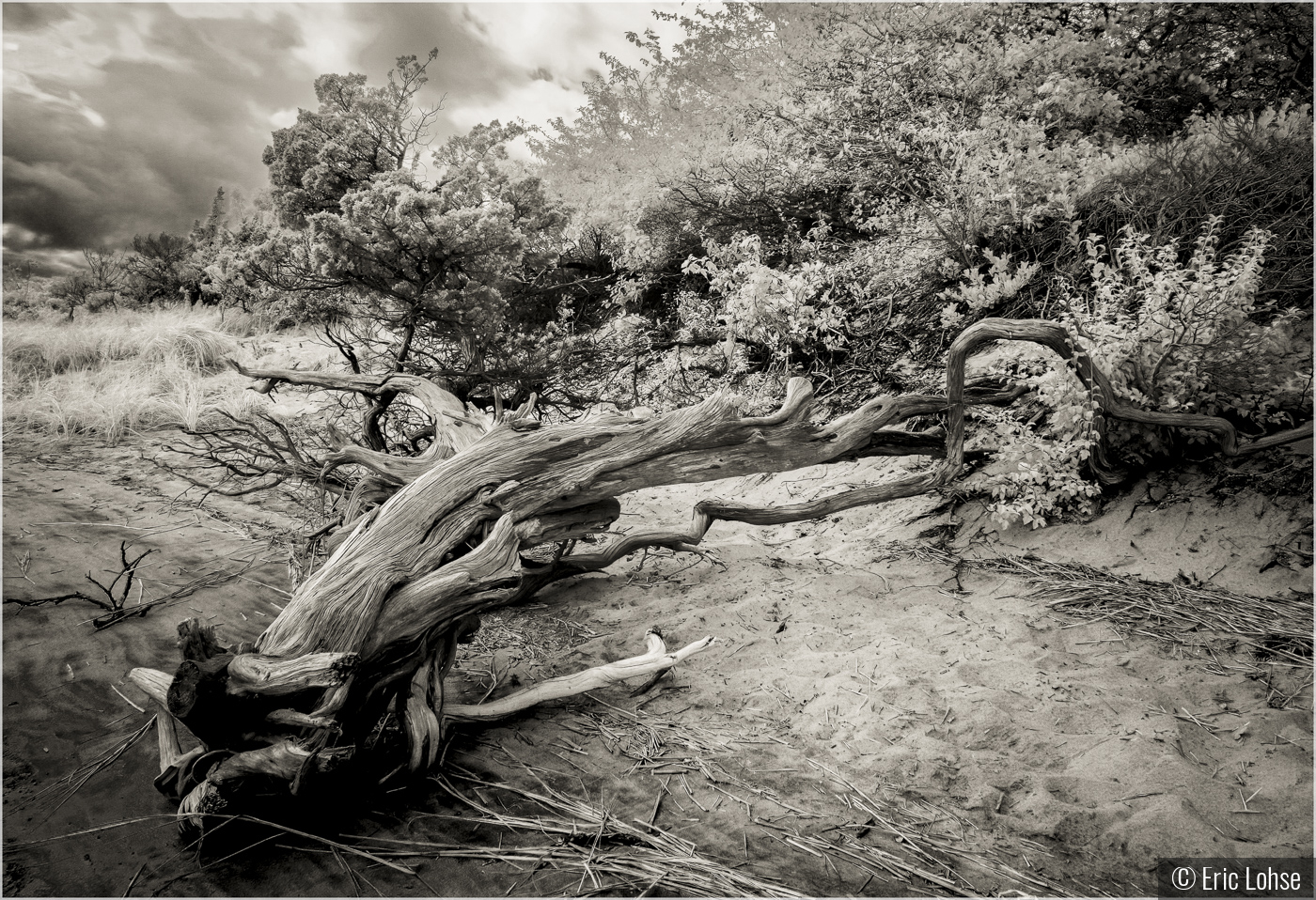 Fallen Cedar by Eric Lohse