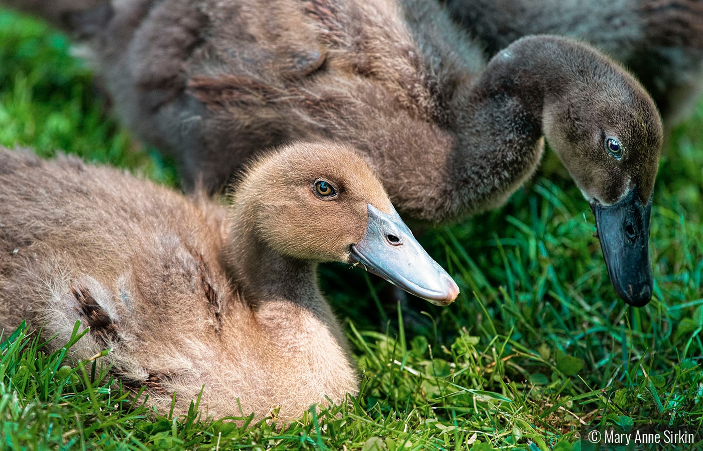 Family Time by Mary Anne Sirkin