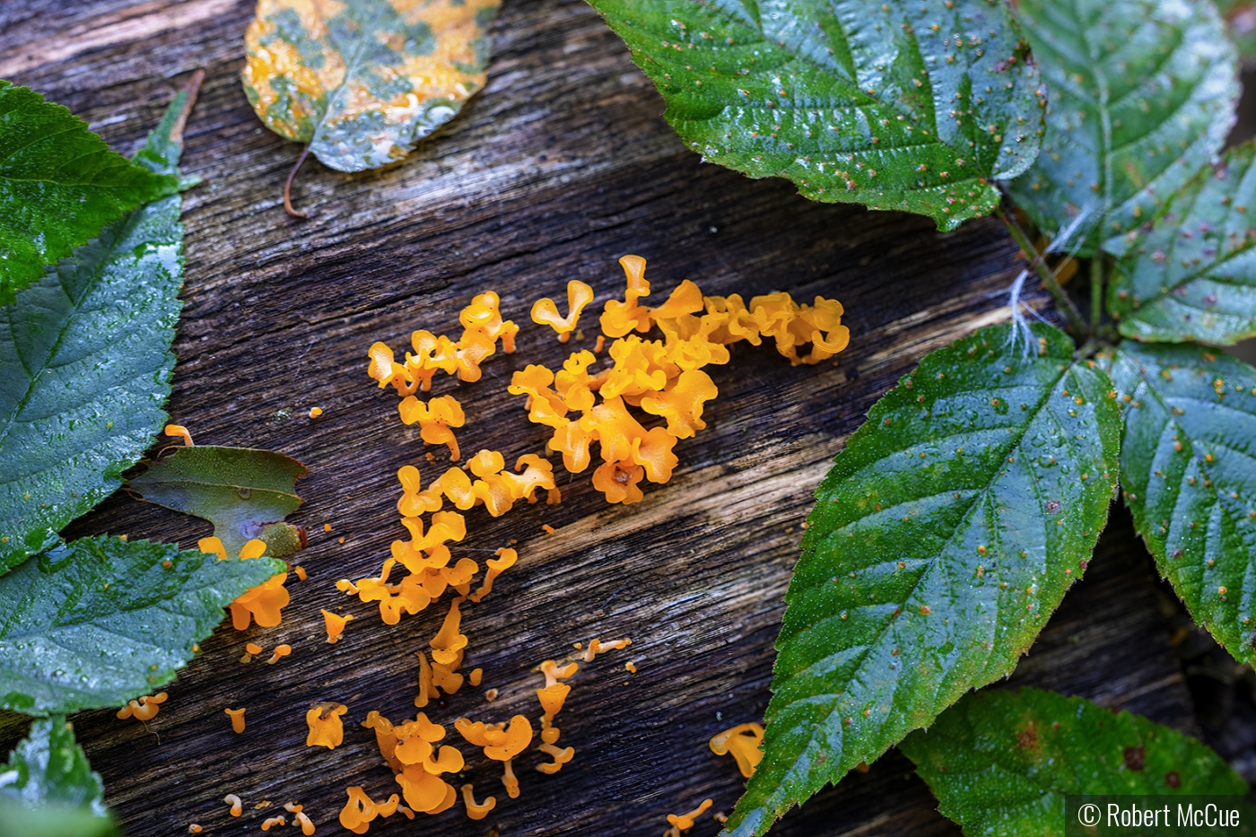 Fan Shaped Jelly fungus by Robert McCue