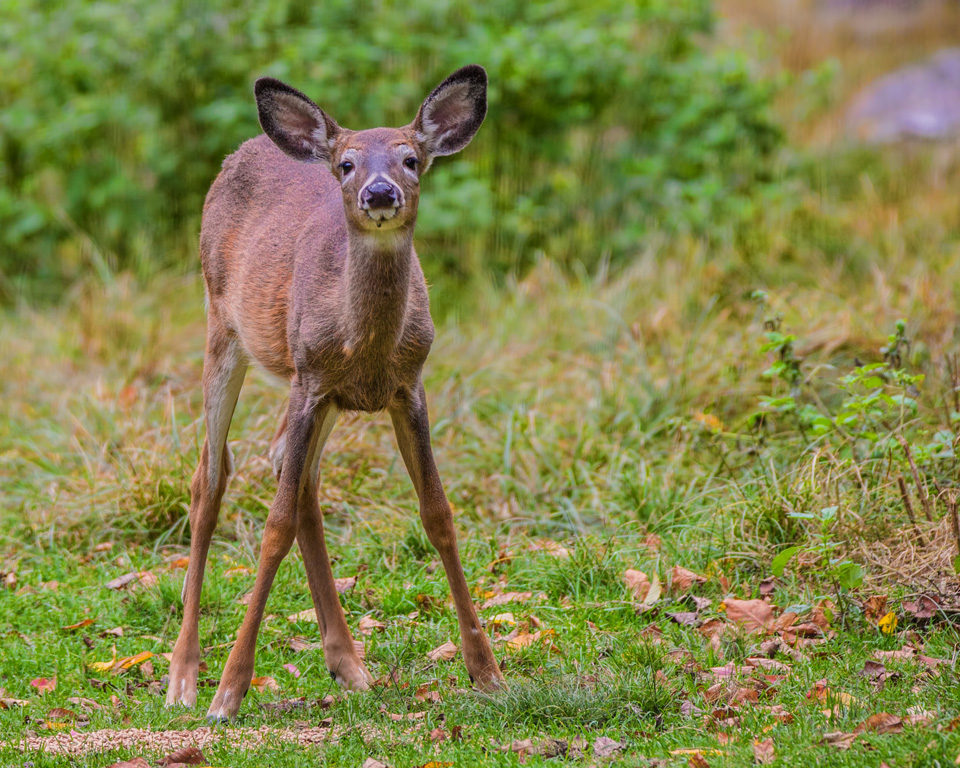 Fawn by Susan Poirier