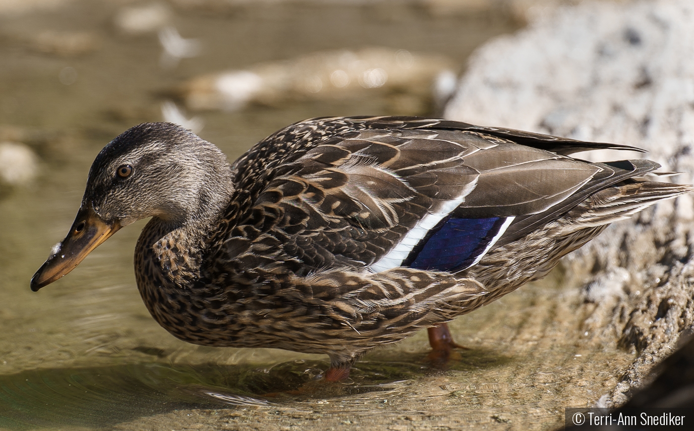 Feather in my Beak by Terri-Ann Snediker