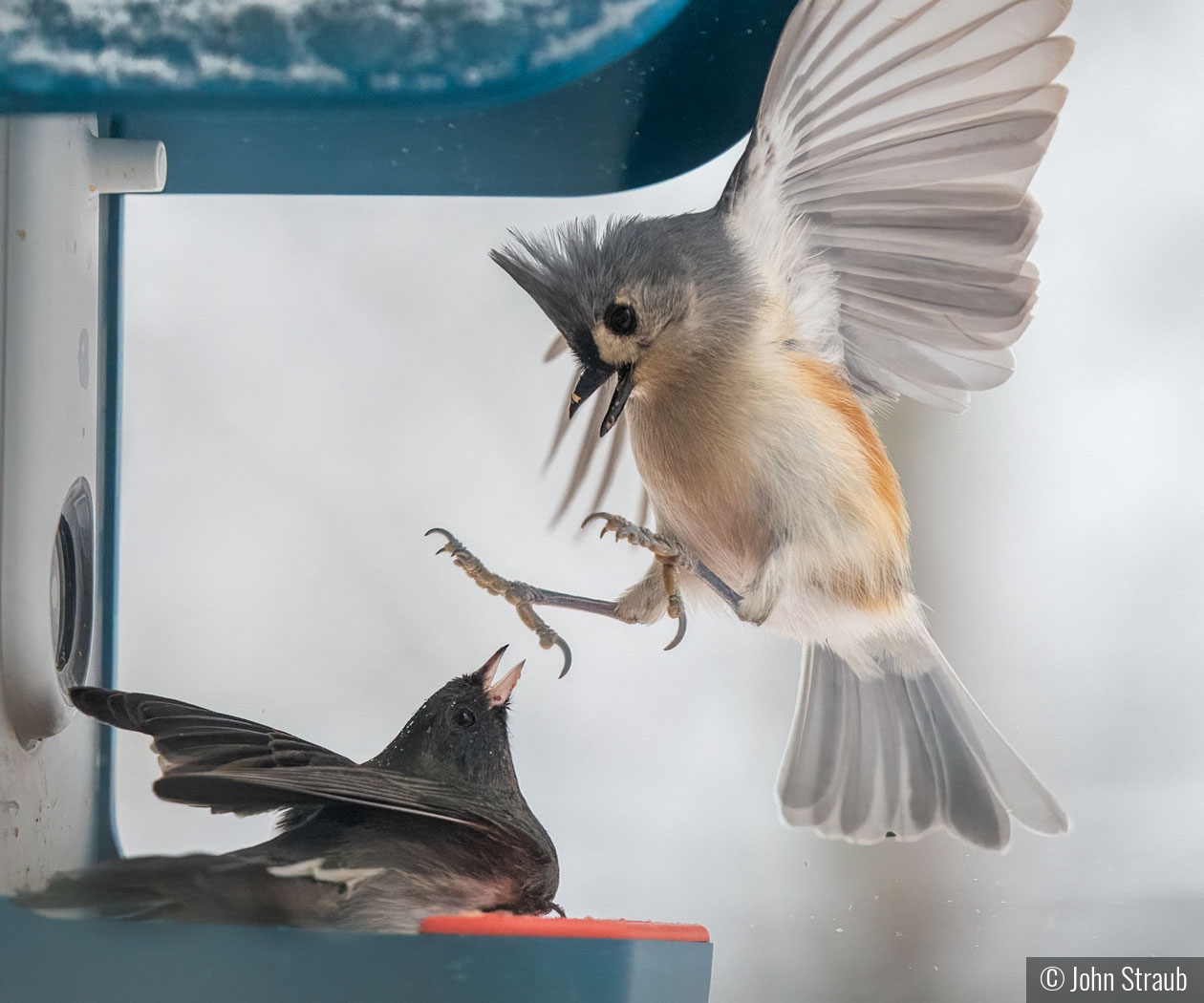 Feathered Friends' Feeder Fracas by John Straub