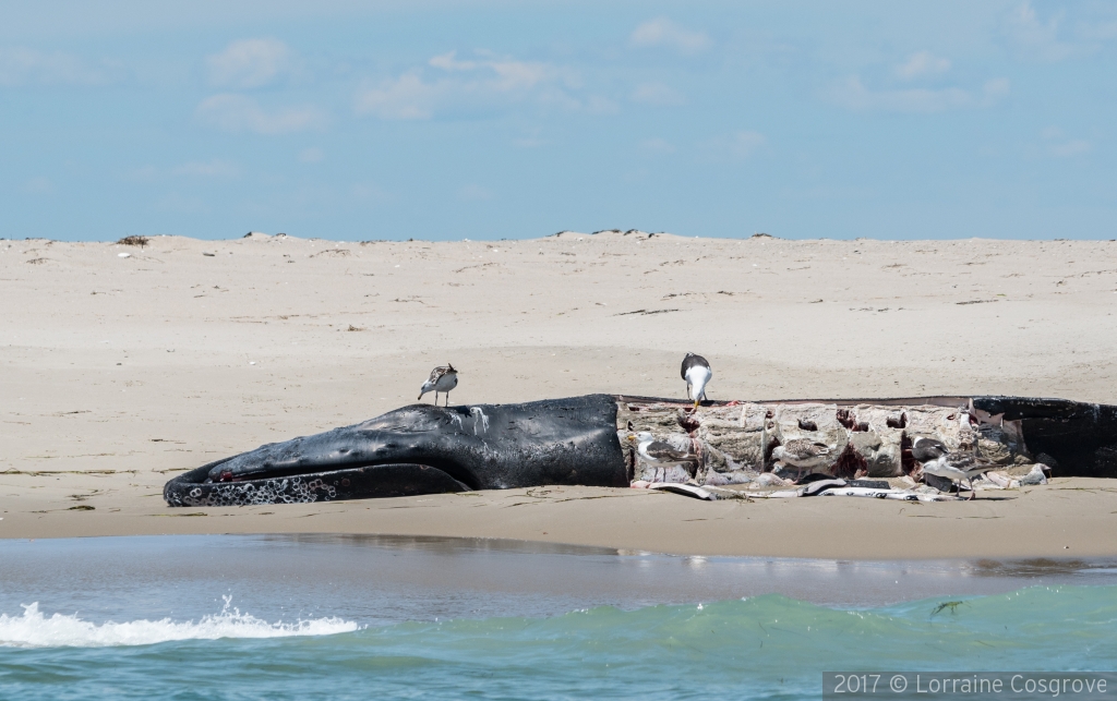 Feeding on a Dead Whale by Lorraine Cosgrove