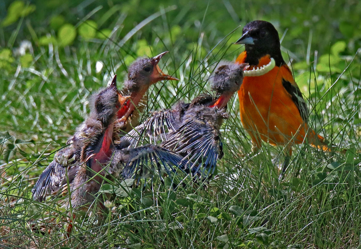 Feeding time by Nancy Schumann