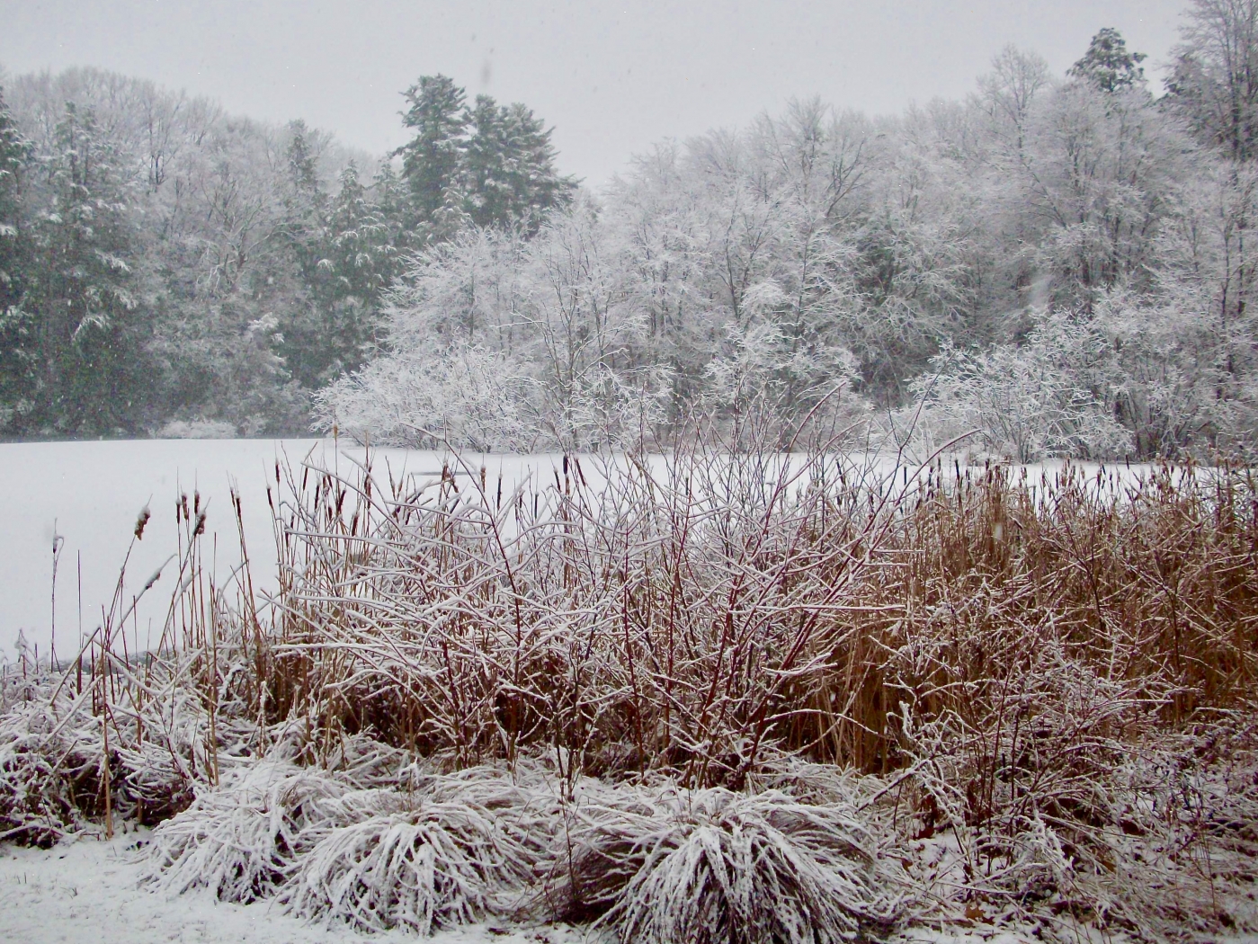 Feeling Frosty by Gary Gianini