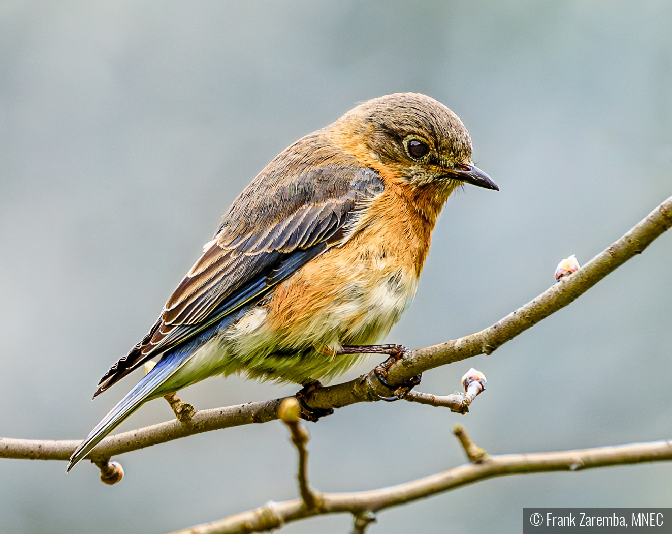 Female eastern blue bird by Frank Zaremba, MNEC